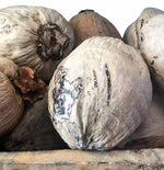 DRY COCONUT - 1 PC product image 1