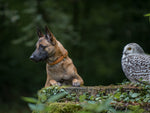 Hundehalsband CLASSIC Leder