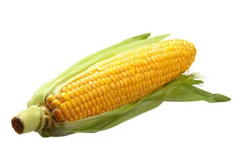 Zucker Mais -1 Stuck