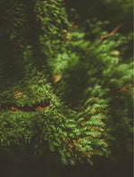 Soy Wax Candle Moss