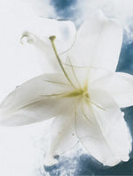 Sensitive Skin Body Cream