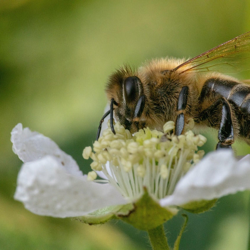 Deutscher Sommertrachthonig – kräftiger Honig aus Deutschland