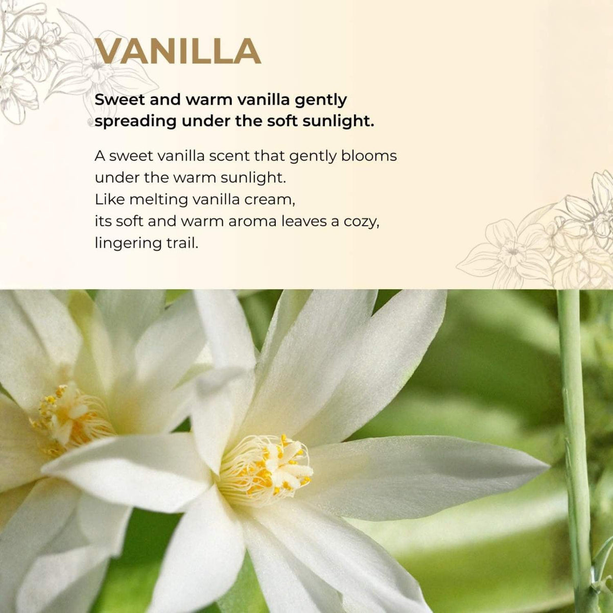 BOM Chiffon Vanilla Perfume Body Mist 110 ml