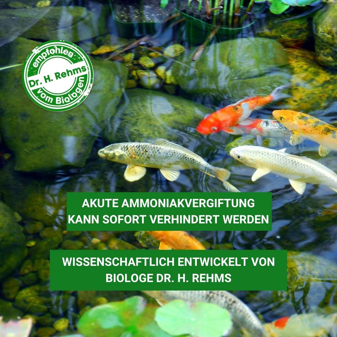 Ammonium & Nitrit MINUS Bakterien 500 ml - Soforthilfe