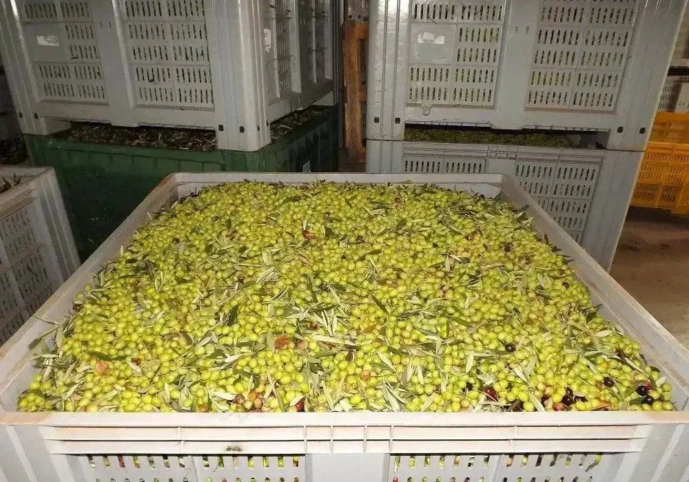 Palombari – Bio Olivenöl Extra Vergine (Kanister)