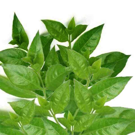 Fresh Henna / Mehnti leaves 1 pack (only Hamburg) - Namma Markt