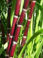 Full Sugar cane with leaves - 1 stk ( only Hamburg) approx 1.5kg - Namma Markt