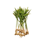 Ginger leaves without Ginger -1 bunch (only Hamburg) - Namma Markt
