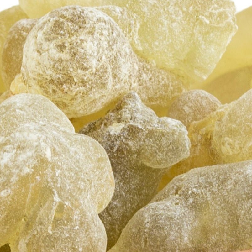Grüner Hojari Oman Königsweihrauch