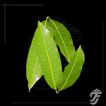 Mango leaves product image 1