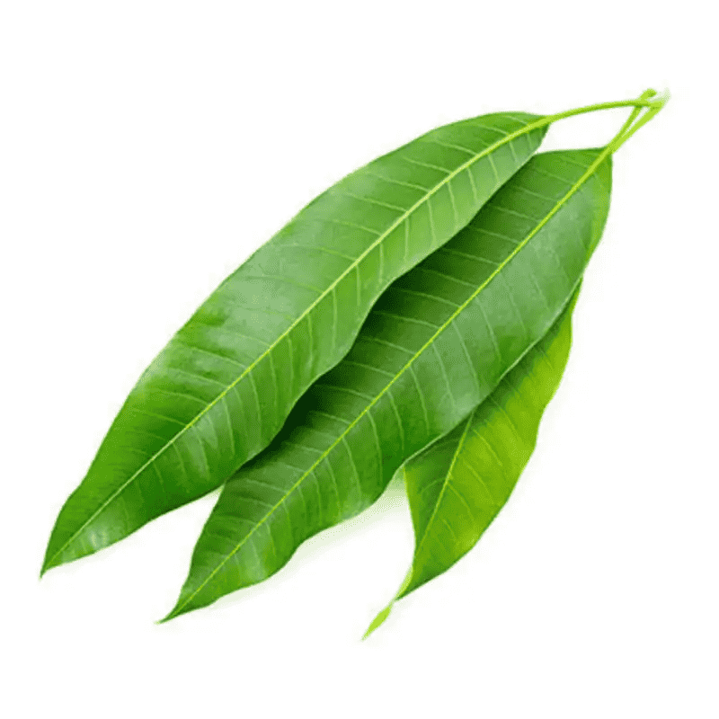 Mango Leaves 10pcs - Namma Markt