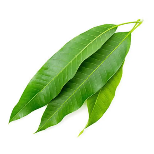 Mango Leaves 10pcs - Namma Markt