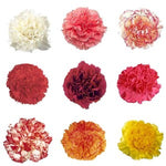 Carnation Single Colour product image 1
