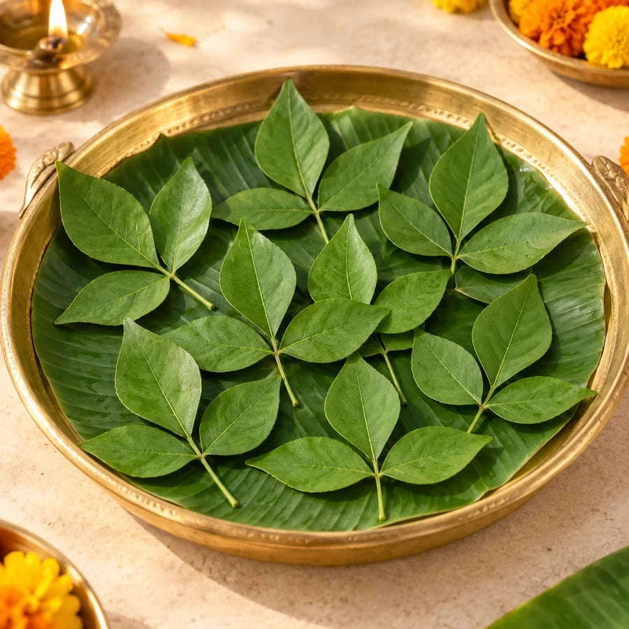 Bael Leaves (Bael Patra / Vilvam) – 11 Leaves Namma Markt