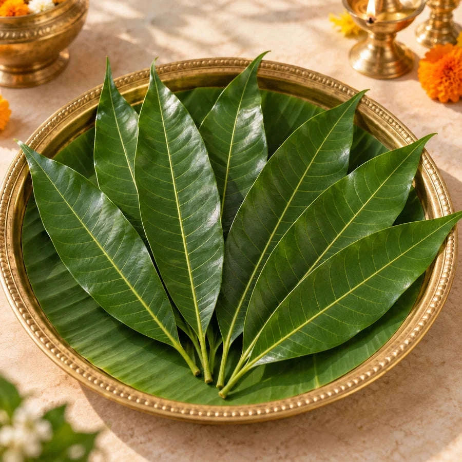 Fresh Mango Leaves – 8 Leaves per Pack Namma Markt