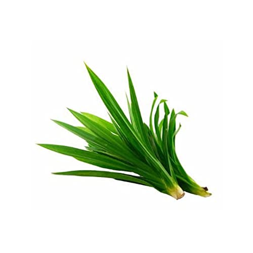 Rambha Leaves 50g pouch