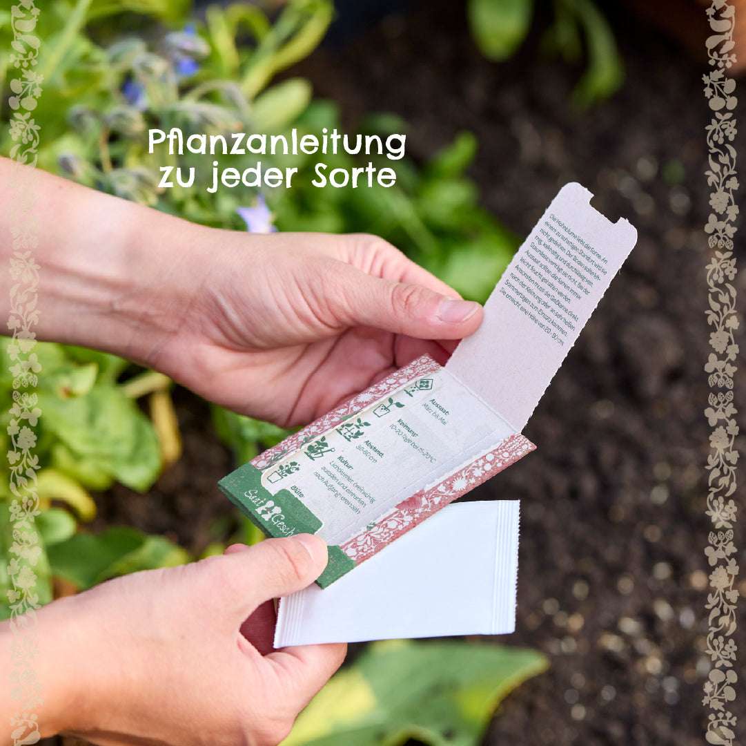 BIO-Saatgut Schnittlauch