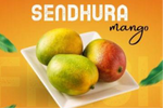 Sendhura Mangoes (1.5 kg box) - Namma Markt